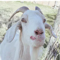 Listen to Whispering Cities, watch music videos, read bio, see tour dates & more!