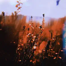 Listen to Forest Robots, watch music videos, read bio, see tour dates & more!