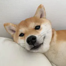 Ouve cyroz, vê vídeos de música, lê a biografia, vê as datas da digressão e muito mais!