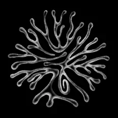 Listen to Xylon, watch music videos, read bio, see tour dates & more!