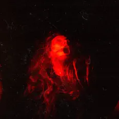 Sid Strattonを聴いたり、ミュージックビデオを鑑賞したり、経歴やツアー日程などを確認したりしましょう！