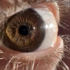 Listen to Rondofakequando, watch music videos, read bio, see tour dates & more!