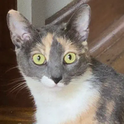Listen to Baby Kitty, watch music videos, read bio, see tour dates & more!