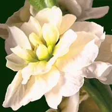 Poslechněte si interpreta Flower of Sound, sledujte hudební videa, přečtěte si životopis, podívejte se na data turné a další informace.