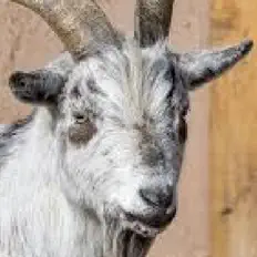 Optimistic Gangsta सुनें, म्यूज़िक वीडियो देखें, बायो पढ़ें, दौरे की तारीखें और बहुत कुछ देखें!