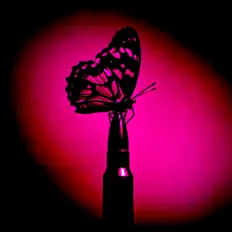 Bullets and Butterfliesを聴いたり、ミュージックビデオを鑑賞したり、経歴やツアー日程などを確認したりしましょう！