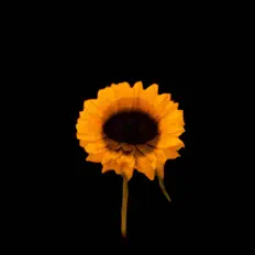 Dengarkan ARSI, tonton video musik, baca bio, lihat tanggal tur & lainnya!