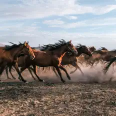 Listen to The Wild Mustangs, watch music videos, read bio, see tour dates & more!