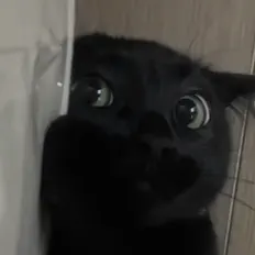 Listen to Bruxely!, watch music videos, read bio, see tour dates & more!