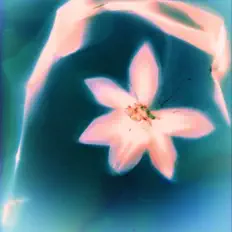 Your Magnoliaを聴いたり、ミュージックビデオを鑑賞したり、経歴やツアー日程などを確認したりしましょう！