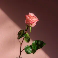 RSHBH: песни, клипы, биография, даты выступлений и многое другое.