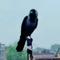 Ακούστε περιεχόμενο από Scrimshine, παρακολουθήστε μουσικά βίντεο, διαβάστε το βιογραφικό, δείτε ημερομηνίες περιοδείας, και πολλά ακόμη!