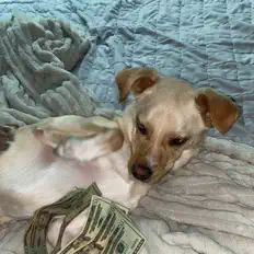 收听 Jitzoee、观看音乐视频、阅读小传、查看巡演日期等 ！