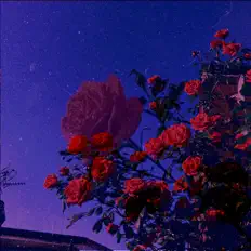 聆聽 yk、觀看音樂影片、閱讀小傳、查看巡演日期等！