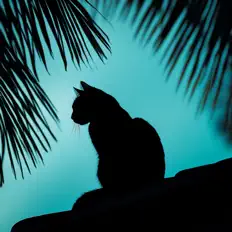 Abandoned Cat dinle, müzik videolarını izle, biyografisini oku, tur tarihlerini ve daha fazlasını gör!