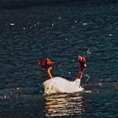 9oo$e을(를) 듣고, 뮤직 비디오를 보고, 약력을 읽고, 투어 일정 등을 확인하세요!