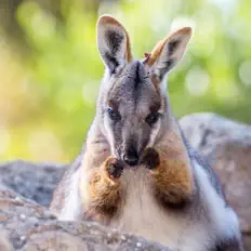 Listen to Miniwallaby, watch music videos, read bio, see tour dates & more!