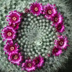 Real Geizt을(를) 듣고, 뮤직 비디오를 보고, 약력을 읽고, 투어 일정 등을 확인하세요!