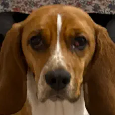 Listen to XI, watch music videos, read bio, see tour dates & more!