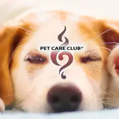 Listen to Pet Care Club, watch music videos, read bio, see tour dates & more!