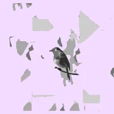 收听 Local Chirps、观看音乐视频、阅读小传、查看巡演日期等 ！