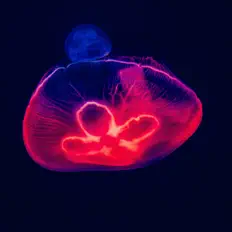 Ακούστε περιεχόμενο από Sushi Tuesdays, παρακολουθήστε μουσικά βίντεο, διαβάστε το βιογραφικό, δείτε ημερομηνίες περιοδείας, και πολλά ακόμη!