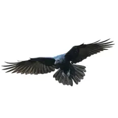 Listen to RAVEN, watch music videos, read bio, see tour dates & more!