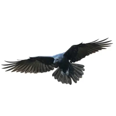 Listen to RAVEN, watch music videos, read bio, see tour dates & more!