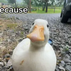 聆聽 BTD MIHAI、觀看音樂影片、閱讀小傳、查看巡演日期等！