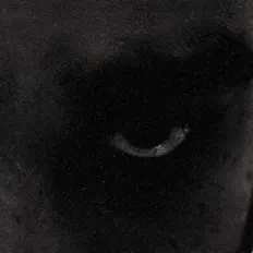 Presley dinle, müzik videolarını izle, biyografisini oku, tur tarihlerini ve daha fazlasını gör!