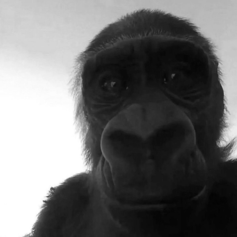 whosweizs - no broke boys x no pole