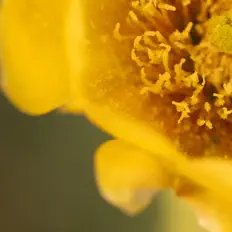 Irene Scardiaを聴いたり、ミュージックビデオを鑑賞したり、経歴やツアー日程などを確認したりしましょう！