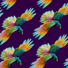 NATUREを聴いたり、ミュージックビデオを鑑賞したり、経歴やツアー日程などを確認したりしましょう！