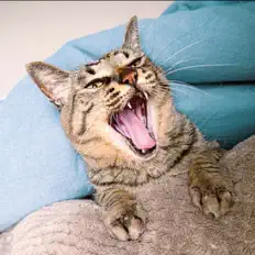 Listen to shuto, watch music videos, read bio, see tour dates & more!