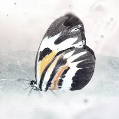 收听 Anxtron、观看音乐视频、阅读小传、查看巡演日期等 ！