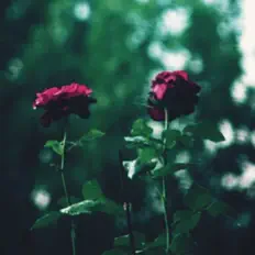 Écoutez Kanopy, regardez des vidéoclips, lisez la biographie, consultez les dates de tournée et plus encore !