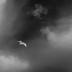 Listen to Polar Bear Trail, watch music videos, read bio, see tour dates & more!