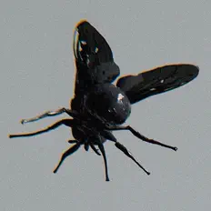 Ouve Hive, vê vídeos de música, lê a biografia, vê as datas da digressão e muito mais!