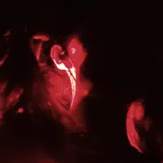 Poslechněte si interpreta 张醒婵, sledujte hudební videa, přečtěte si životopis, podívejte se na data turné a další informace.