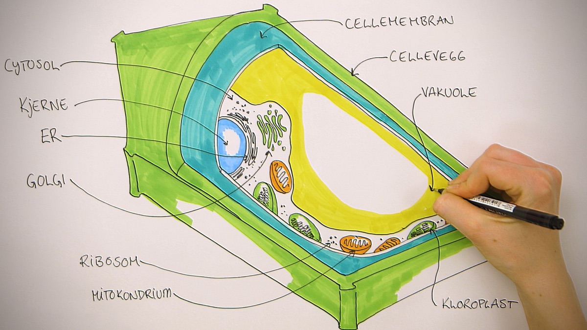 4. desember 2025 · Cellens byggesteiner - Cellens verden (Series 1, Episode  3) - Apple TV (NO), image size:1200x675