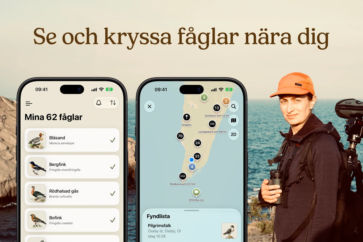 Mina fåglar search result