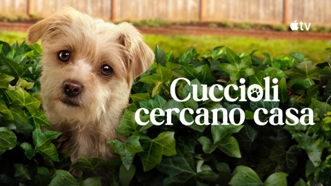 Cuccioli cercano casa