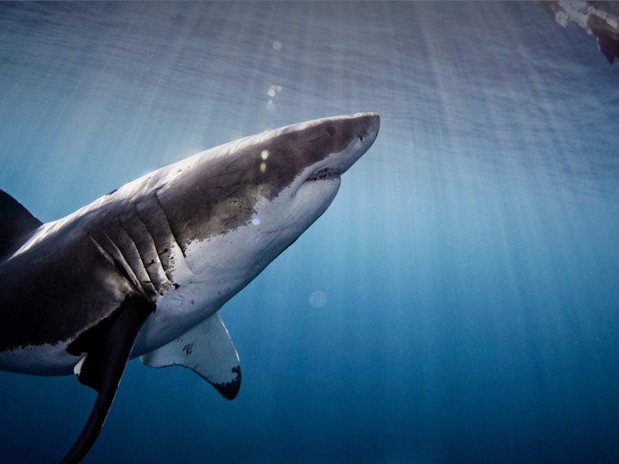 Shark Week Kill Prey _ Are Sharks Scared of Orcas? Examining the ...