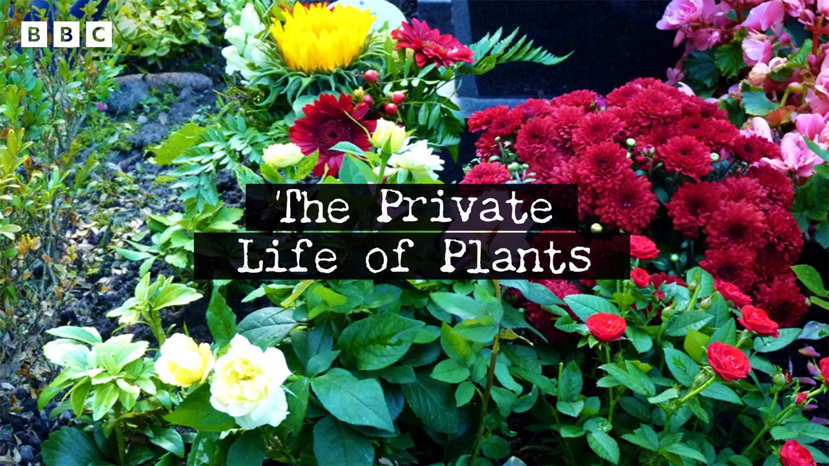 ‎The Private Life of Plants - Apple TV