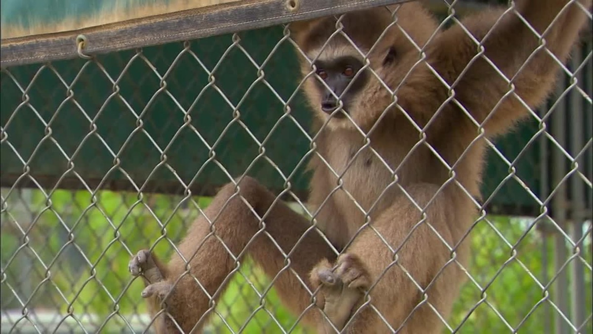 Meet the Gibbons The Lesser Apes? Animal Atlas (Season 3, Episode 1