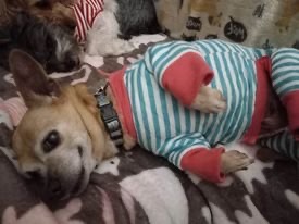 Little Paws Pet Care photo 1