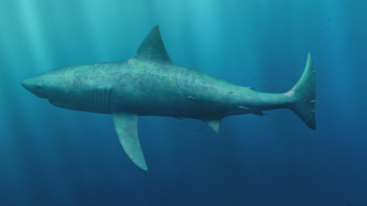 Megalodon The Monster Shark Lives Full Documentary Free Megalodon The Monster Shark Lives