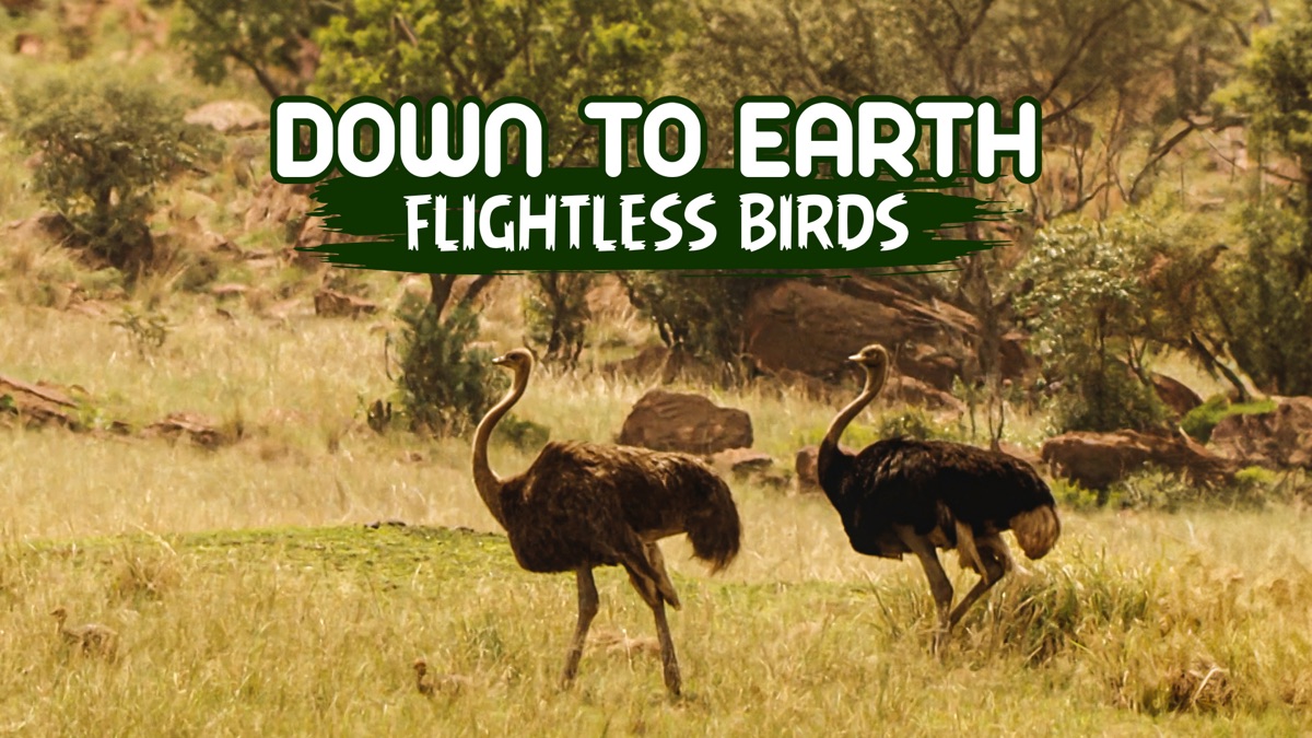 ‎Down To Earth Flightless Birds - Apple TV