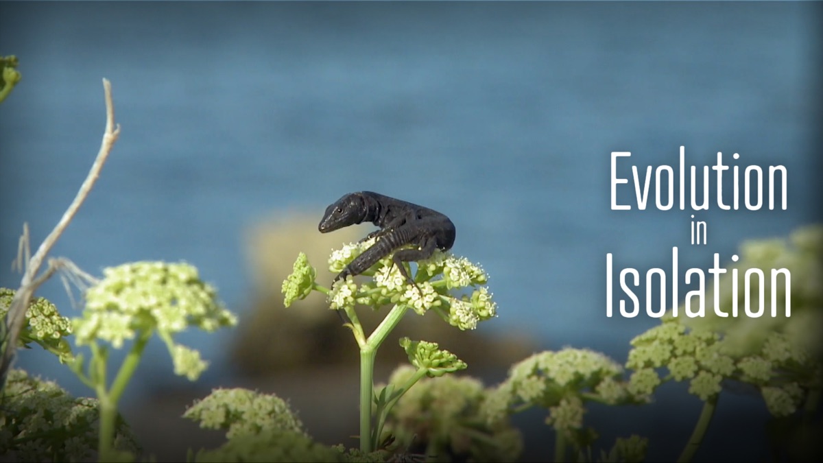 ‎Evolution in Isolation - Apple TV