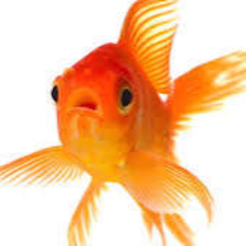 AppleMusic profile picture for @goldfish